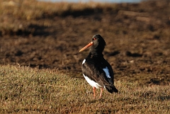 David Plant Photography - Wildlife Photography - Oystercatcher - S